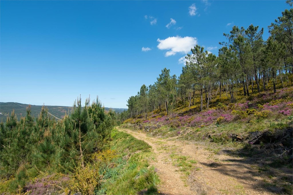 Gestión de montes en Lugo: 5 razones por las que necesitas un plan profesional