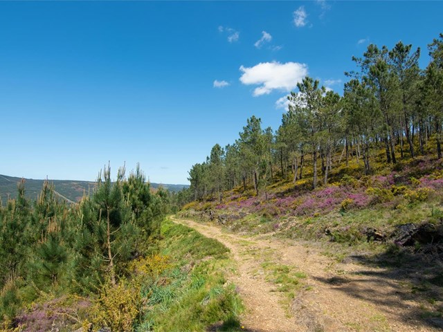 Gestión de montes en Lugo: 5 razones por las que necesitas un plan profesional