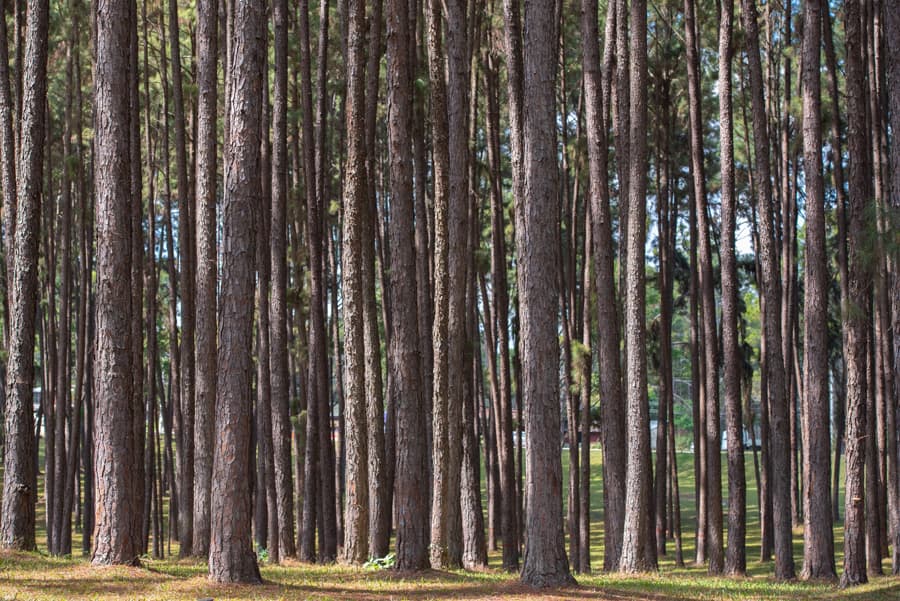 Aprovecha al máximo tu monte con Forestal Lugo