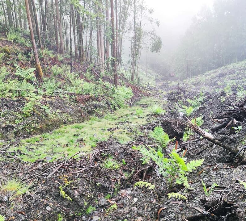 Forestal Lugo