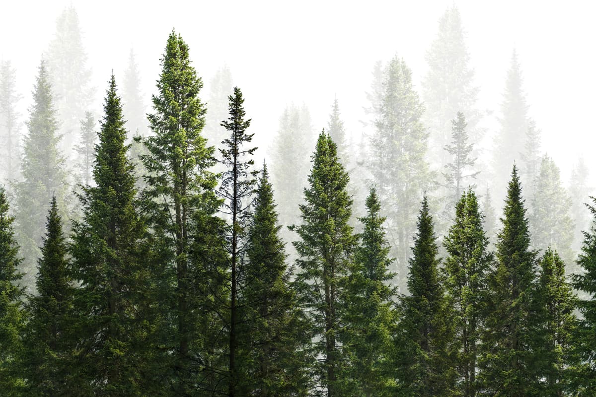 Consultoría forestal en Lugo