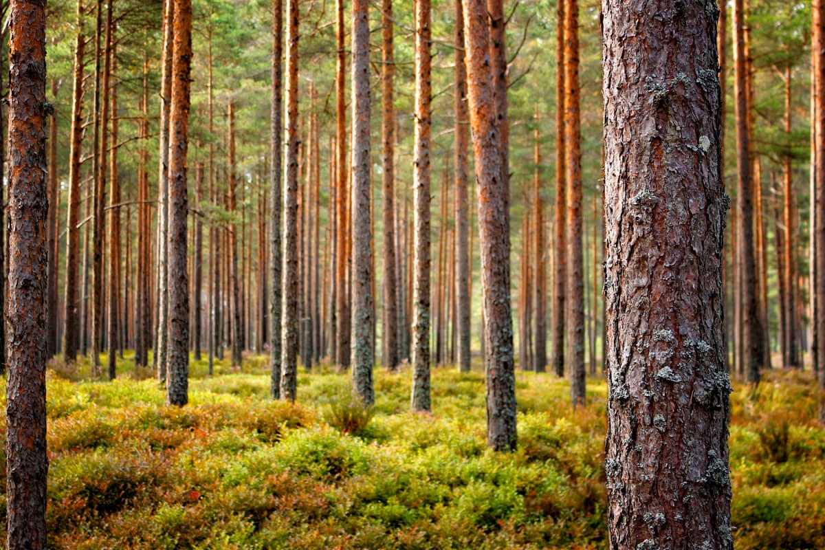 Ingeniero forestal en Lugo