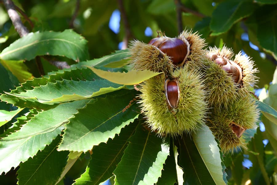 De la plantación a la venta del castaño, nos encargamos de todo