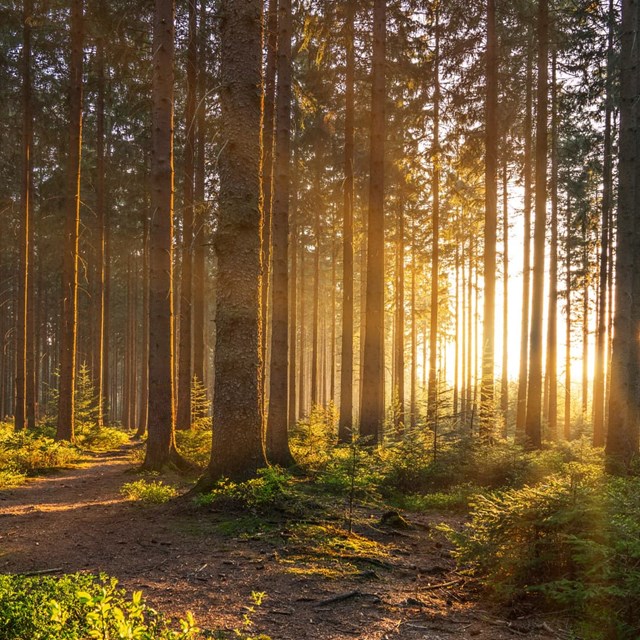 Ingeniería forestal en Lugo para sacarle partido a tu monte