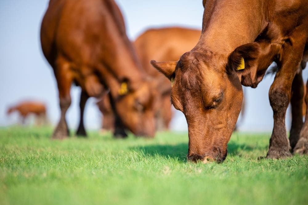 ¿Sabes qué es el Plan de aprovechamiento silvo-pastoril?